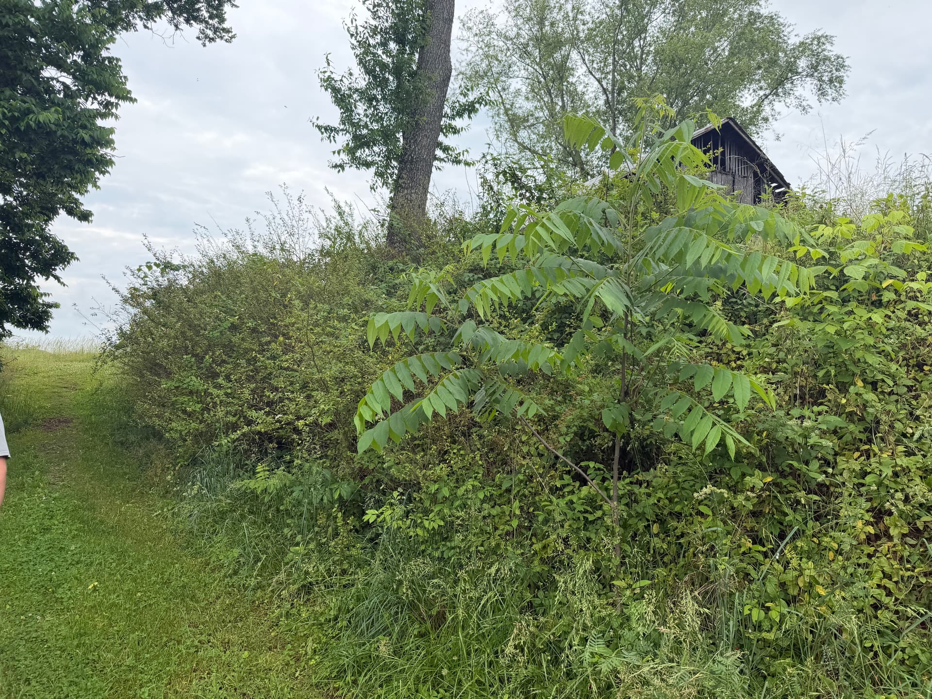 Brush Clearing Gets This Surgoinsville Property Back to Working Order image