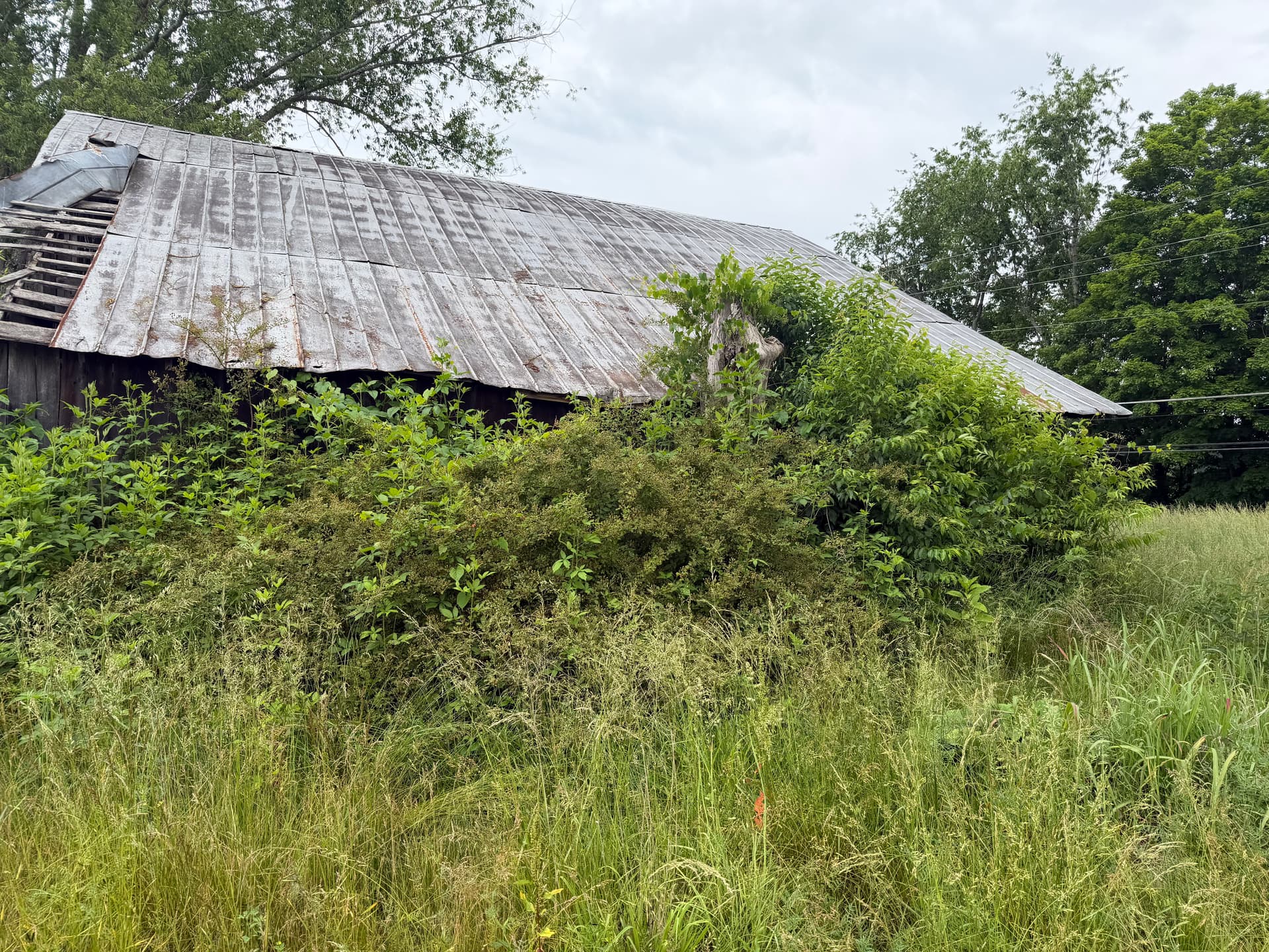 Gallery photos for Brush Clearing Gets This Surgoinsville Property Back to Working Order: Image #1